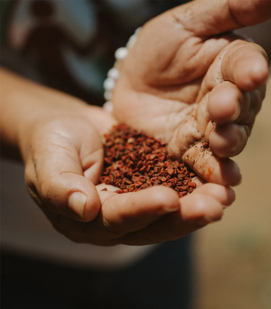 Cultura da Bioeconomia