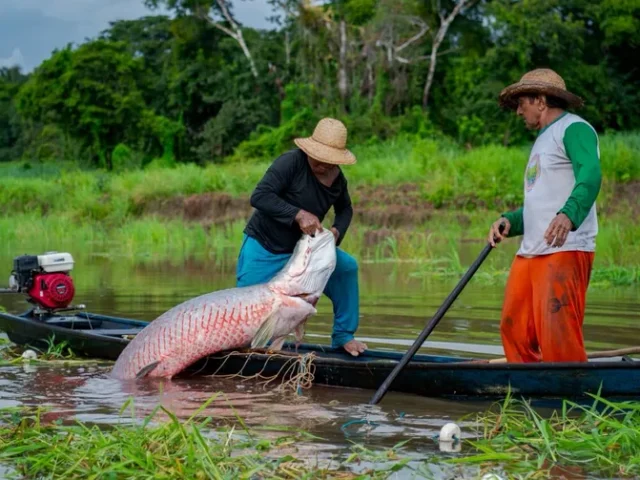Inscrições para chamada gratuita para o Programa EcoAm seguem até dia 31